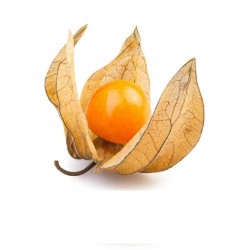 Physalis